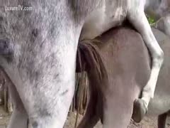 Excellent zoo fetish clip footage featuring a horse banging a mule